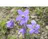 http://hp.vector.co.jp/authors/VA004030/Hobby/TelGraph/Flower02.gif