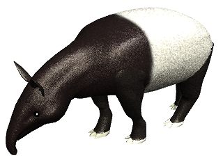 Asian tapir 320x240