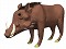 Wild Boar/Warthog
